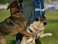 Dogs play with each other. Young pug-dog. Merry fuss puppies. Aggressive dog. Training of dogs. Puppies education, cynology, inte Royalty Free Stock Photo