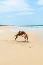 Dogs play fighting on the beach