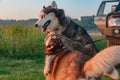 Dogs play on green fnd blue background. Siberian husky dogs playing together. Royalty Free Stock Photo