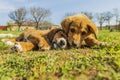 Little sweet puppies play on green grass.