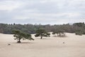 Dogs play on sand of lange duinen in Soest