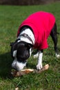 Dogs play with a stick in clothes on the grass. Royalty Free Stock Photo