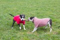 dogs play with a stick in clothes on the grass. Royalty Free Stock Photo