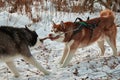 Dogs play with a stick,