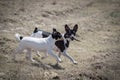 Dogs play with stick Royalty Free Stock Photo