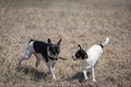 Dogs play with stick Royalty Free Stock Photo