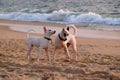 The dogs are playing on Candolim Beach, North Goa, India
