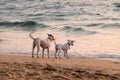 The dogs are playing on Candolim Beach, Goa, India