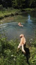 Dogs playin in lake