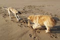 Dogs playing Royalty Free Stock Photo