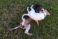 Dogs playing attack in the garden Royalty Free Stock Photo