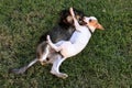 Dogs playing attack in the garden Royalty Free Stock Photo