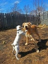 Happy Smiling Dog Playing with Wagging Tail