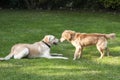 Dogs playing in backyard