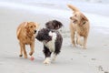 Dogs Playing with a Ball at the Beach Royalty Free Stock Photo