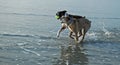 Dogs playing with ball at beach Royalty Free Stock Photo