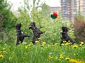 Dogs playing ball. Urban Park, green grass, dandelions. Funny French bulldogs