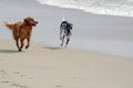 Dogs playing on beach Royalty Free Stock Photo