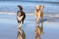 Dogs Playing at the Beach Royalty Free Stock Photo
