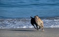 Dogs Playing at the Beach. Jump for the Ball Royalty Free Stock Photo