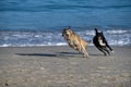 Dogs Playing at the Beach. Jump for the Ball Royalty Free Stock Photo