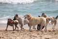 Dogs Playing at the Beach