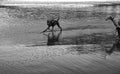 Dogs playing beach Royalty Free Stock Photo