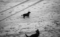 Dogs playing beach Royalty Free Stock Photo