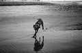 Dogs playing beach Royalty Free Stock Photo