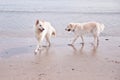 Dogs Playing on Beach Royalty Free Stock Photo