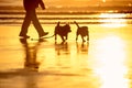 Dogs playing on the beach at sunset Royalty Free Stock Photo