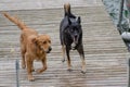 Dogs playing on a dock at the lake Royalty Free Stock Photo