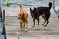 Dogs playing on a dock at the lake Royalty Free Stock Photo