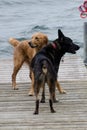 Dogs playing on the dock at the lake Royalty Free Stock Photo