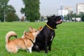 Dogs are playing with each other. How to protect your dogs from overheating.