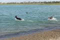 Dogs playing and fetching in water beyond dog park beach