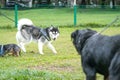 Dogs playing in the field. Dog social concept Royalty Free Stock Photo