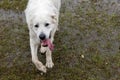 Dogs playing in a flooded dogpark - Great Pyrenees