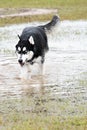 Dogs playing in a flooded dogpark - syberian husky