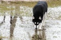 Dogs playing in a flooded dogpark - syberian husky