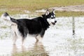 Dogs playing in a flooded dogpark - syberian husky