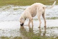 Dogs playing in a flooded dogpark - wheaten Irish Wolfhound