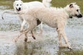 Dogs playing in a flooded dogpark - wheaten Irish Wolfhound