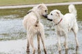 Dogs playing in a flooded dogpark - wheaten Irish Wolfhound and