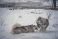Dogs playing in fresh snow Royalty Free Stock Photo