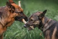 Dogs are playing a game of tug-of-war. Dogs take away the stick Royalty Free Stock Photo