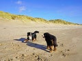 Two Bernese Mountain Dogs playing on the beach, Camber Sands, England Royalty Free Stock Photo