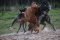 Dogs playing Royalty Free Stock Photo