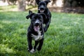 2 dogs playing Royalty Free Stock Photo