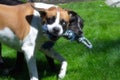 Dogs playing outside on lawn with toy rope Royalty Free Stock Photo